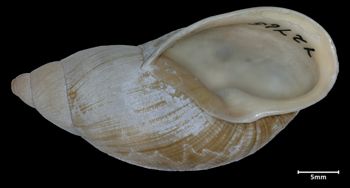 Media type: image;   Malacology 72765 Aspect: apertural